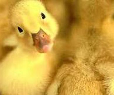 Patitos mascota, un regalo distinto para estas navidades