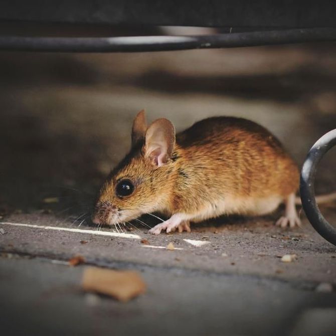 Sistemas profesionales para acabar con los ratones