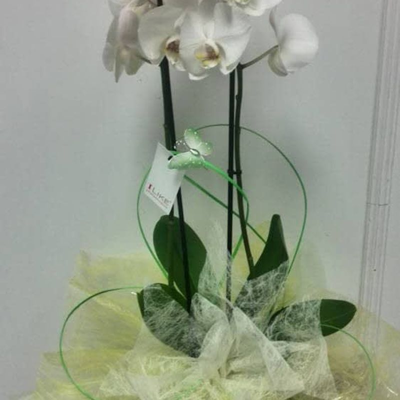 Orquídea preparada con maceta: Catálogo de FLORISTERÍA JOMACO  Tanatorio As Burgas
