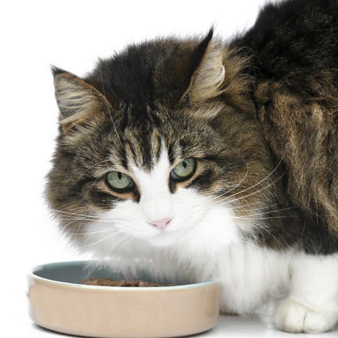 La importancia de la correcta alimentación de tu gato