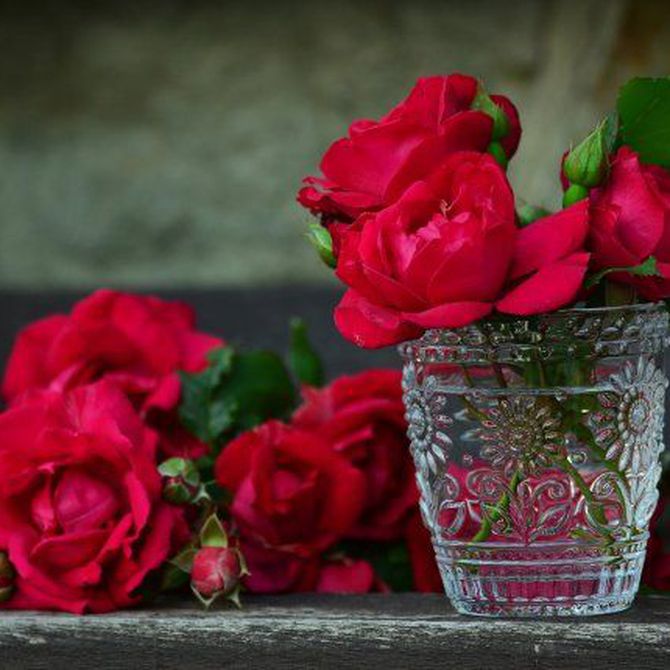 La rosa como símbolo del amor