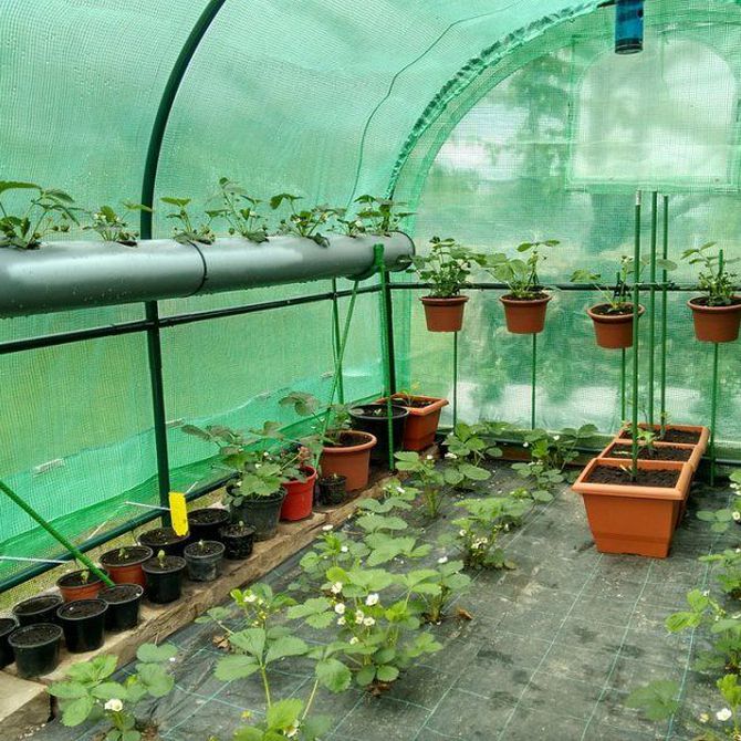 Cuenta con tu propio invernadero para plantas