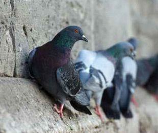 Control de plagas de palomas