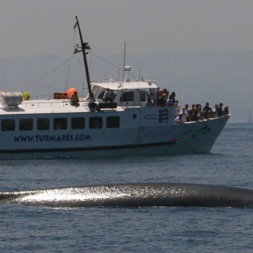Avistamiento de Ballenas Dolphin Safari y rorcual común en Tarifa