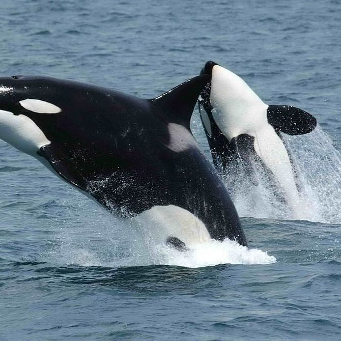 Avistamiento de orcas en verano