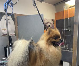 Pomerania en la peluquería canina Lovedogs®️