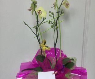 Orquídea preparada con maceta