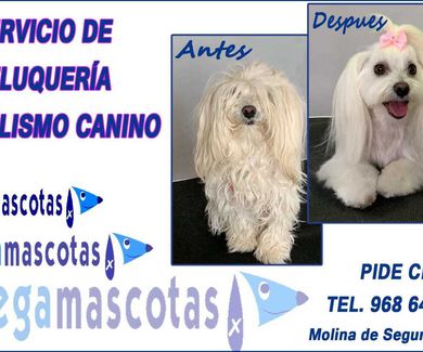 Servicio de peluquería canina en Molina de Segura