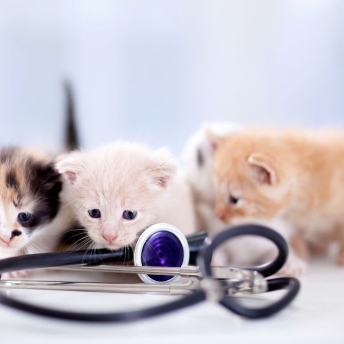 La piel de los gatos: enfermedades más comunes