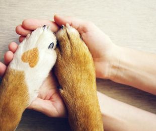 Los problemas que puede sufrir tu perro con las gládulas anales