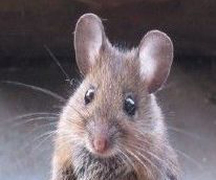 Eliminar ratas en Madrid 