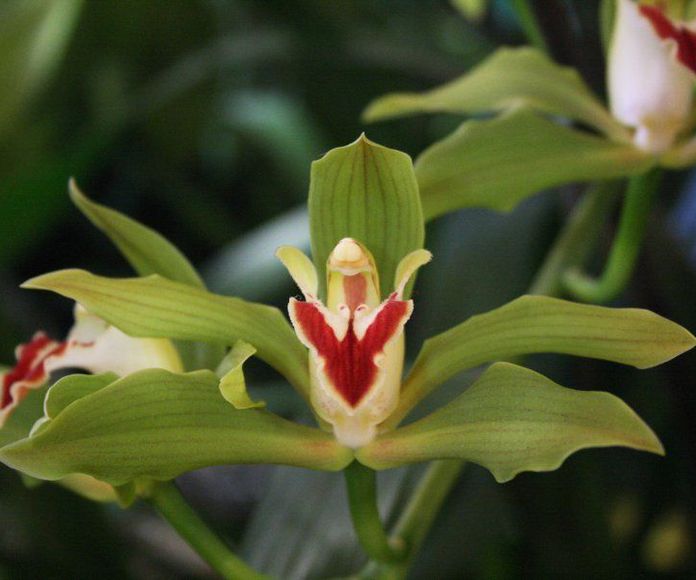 Orquídea Coordinación : Terapias de Terapias Alternativas Isabel