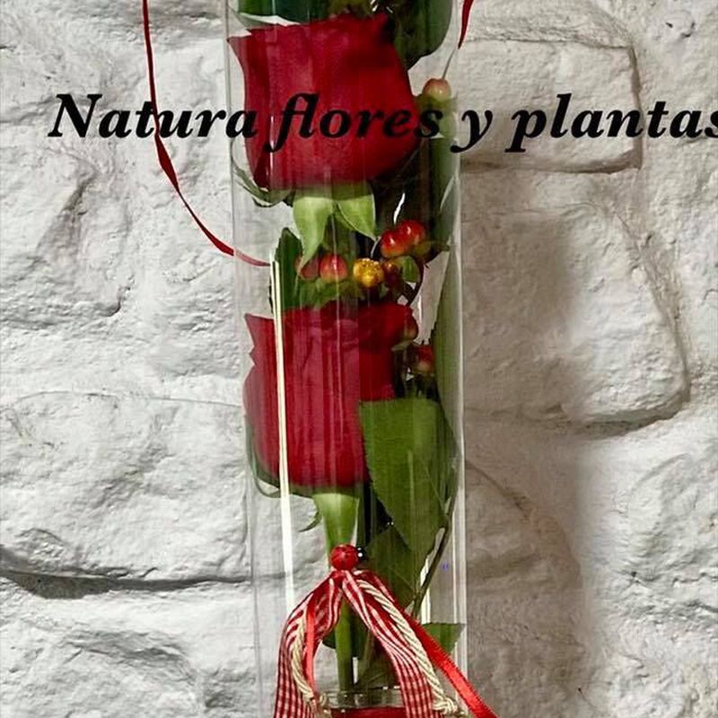 Cúpulas de flor preservada: Catálogo de Floristeria Natura