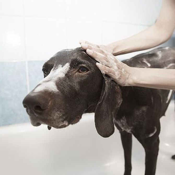 Lavar a tu mascota es más importante de lo que crees
