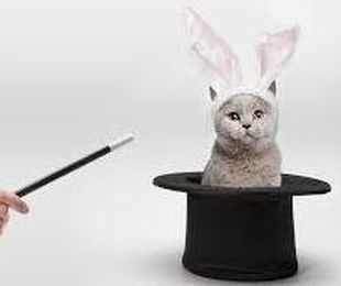 ¿Gato por liebre?