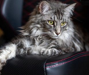 ¿Te encantan los Maine Coon? Descubre qué los hace felices"