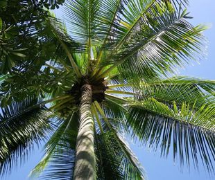 Poda de palmeras para evitar plagas y enfermedades