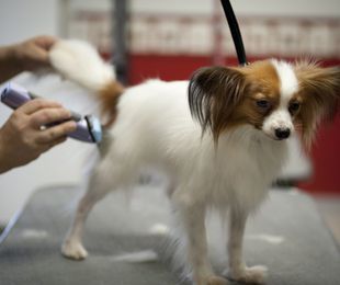 Patas suaves y pelaje brillante: Rutina completa de peluquería spa para mascotas