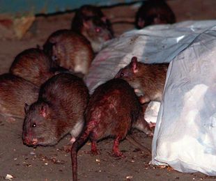 Las ratas contagian la hepatitis a una persona por primera vez en la historia.