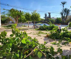 Poda de árboles en Murcia