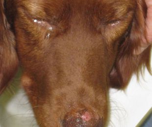 La leishmaniosis canina