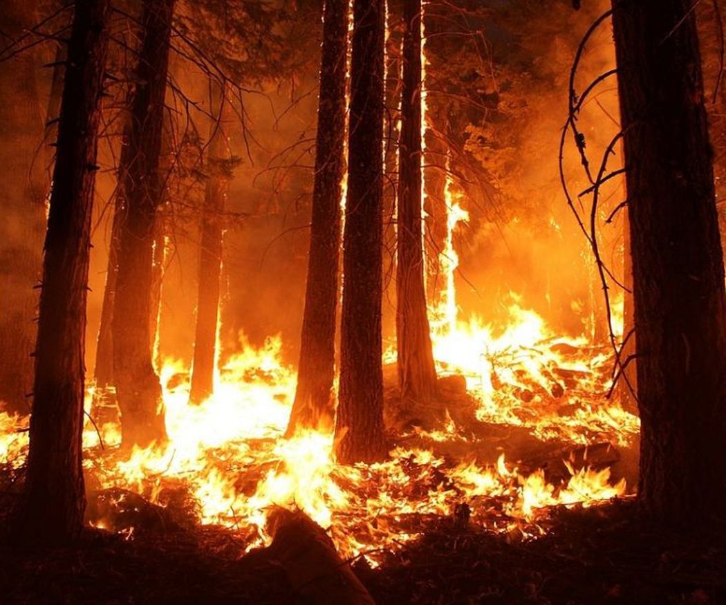 Consejos para evitar incendios forestales