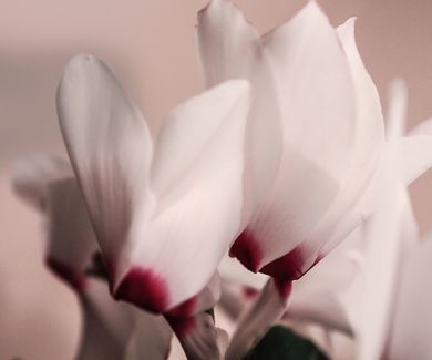 Terapia de parejas