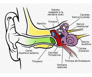 Enfermedades de oído