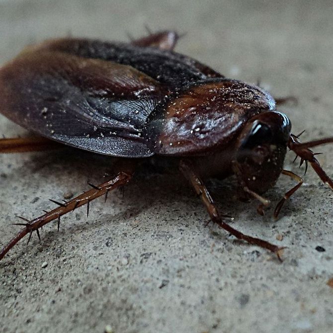 Los peligros de las plagas de cucarachas en el hogar