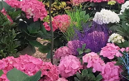 Planta de exterior Tacoronte 