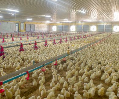 Calefacción para criar a los pollos en granjas avícolas