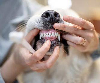 Peluquería canina y felina:  de Punto Pet Clínica Veterinaria