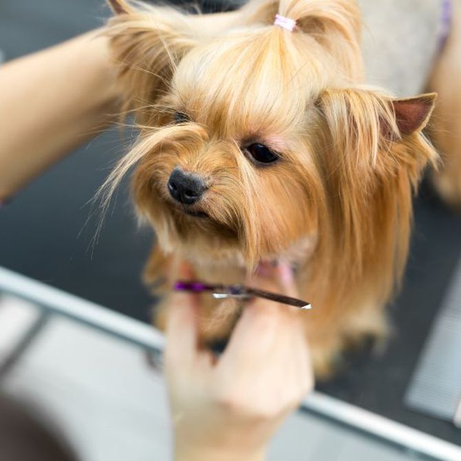 Los servicios que ofrece una peluquería canina