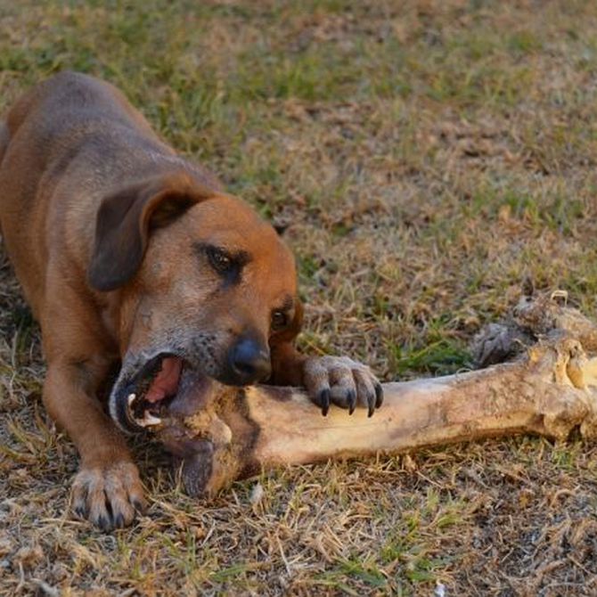 Por qué no le debes dar huesos a tu perro